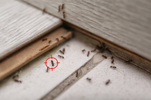 Best Pest Prevention Services  in Sauk Centre, MN