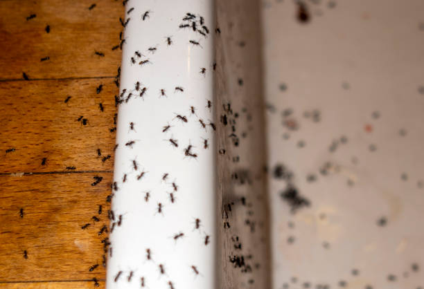 Best Affordable Pest Control Services  in Sauk Centre, MN