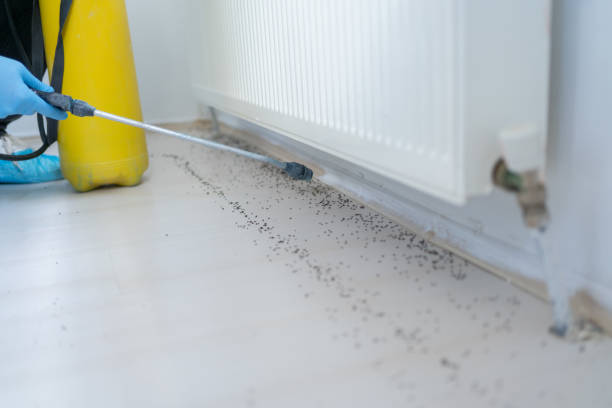 Best Flea Control Services  in Sauk Centre, MN